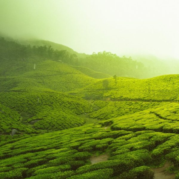 Dream Tea