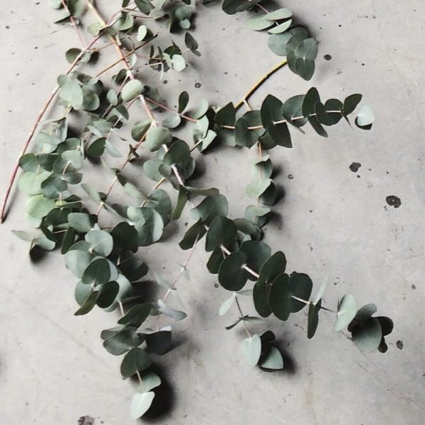 Eucalyptus