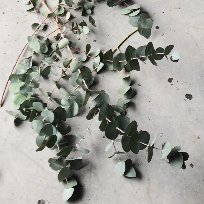 Eucalyptus