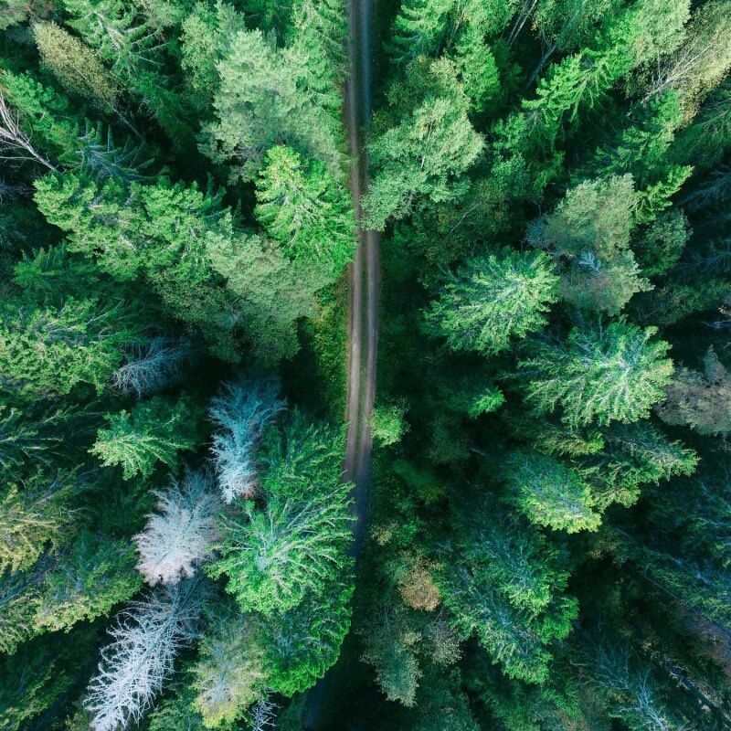 Forest Drive