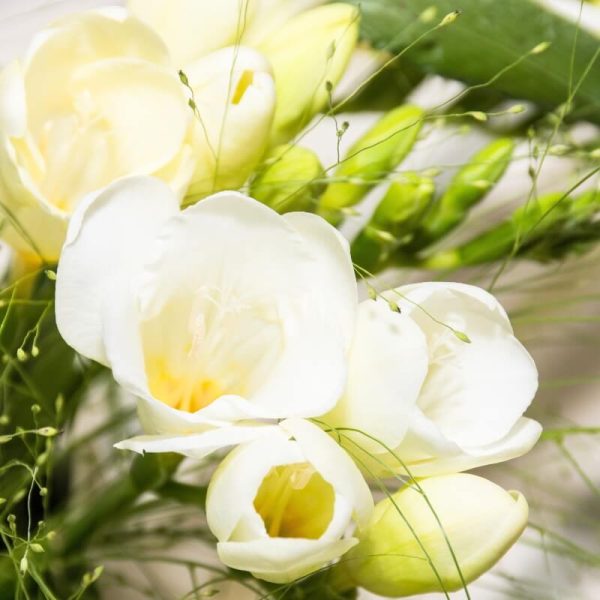 Freesia