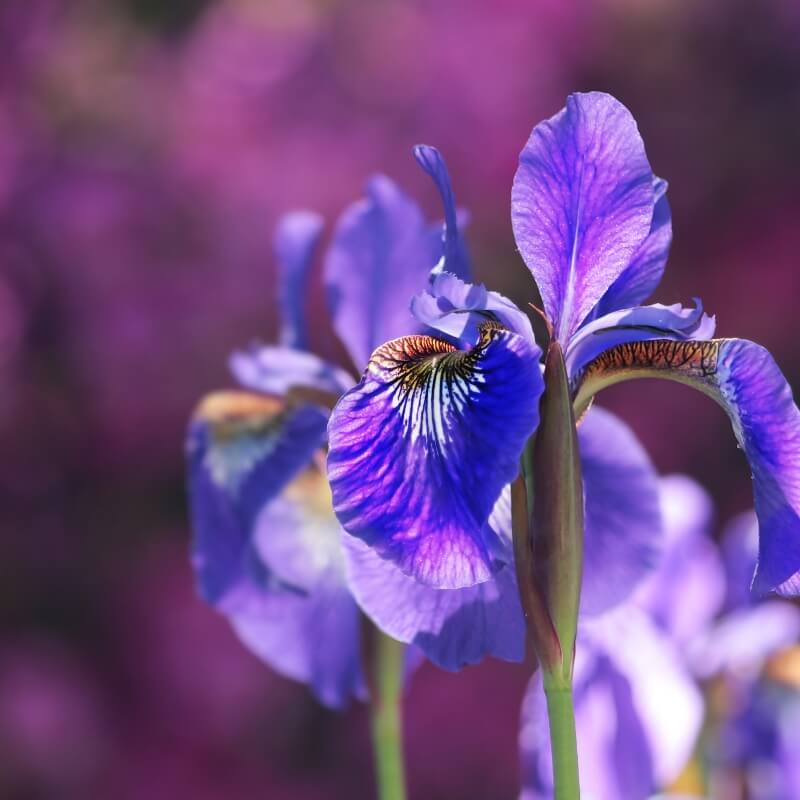 Iris chic