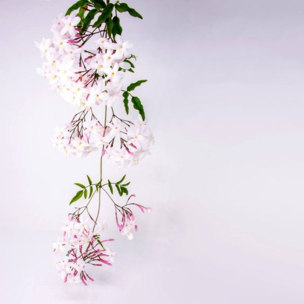 Jasmin