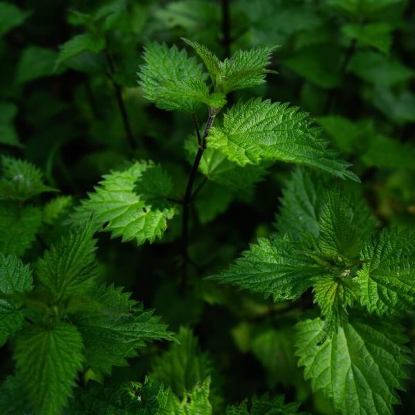 Menthe