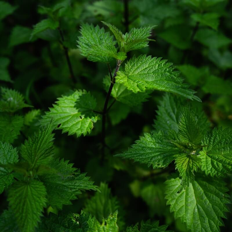 Menthe