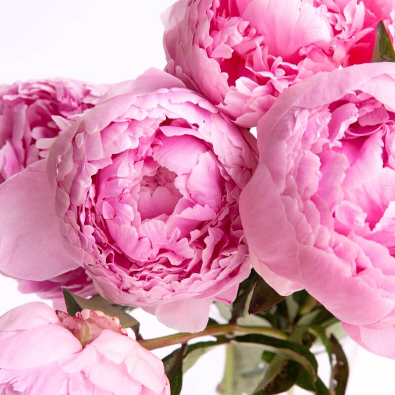 Pivoine